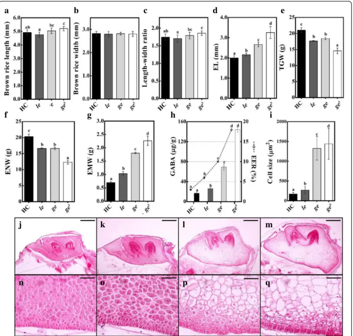 Fig. 2 Characterization of phenotypic traits of rice grains and embryos of HC and giant embryo mutants