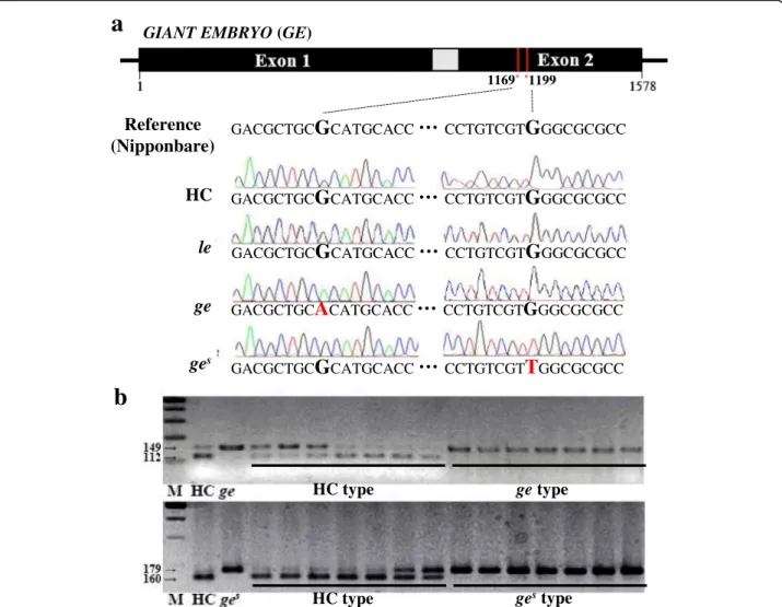 Fig. 3 Sequence analysis of the GE locus. a Identification of mutations in GE locus. b Co-segregation test of mutation point and enlarged embryo phenotype in F 2 seeds derived from HC/ge and HC/ge s crosses
