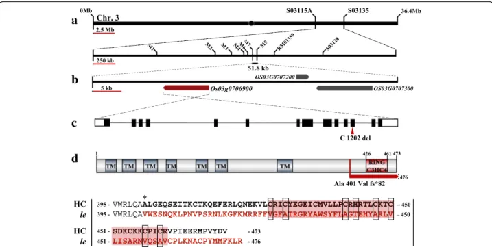 Fig. 5 Comparison of embryo phenotype and LE expression between RNAi transgenic plant and wild type (Dongjin)
