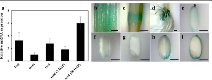 Fig. 6 Tissue-specific RNA expression pattern of LE. a qRT-PCR analysis of LE gene in leaf, stem, root and seed (5 and 20 DAP)