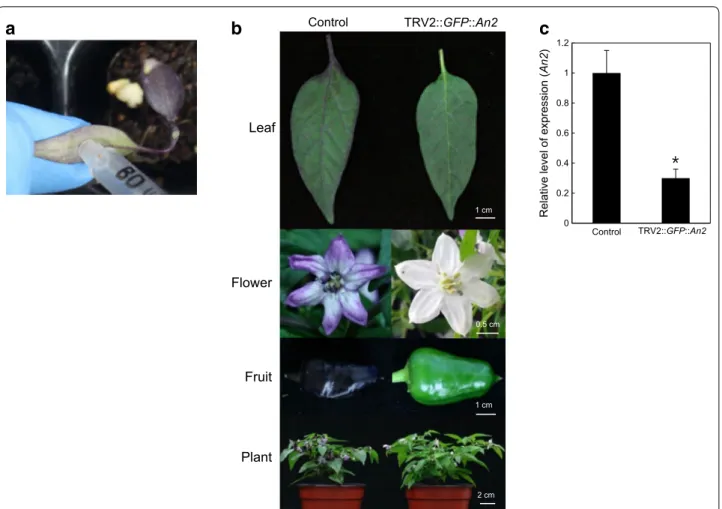 Fig. 2  Anthocyanin-mediated visualization of VIGS in peppers using TRV2-LIC and An2 as a reporter