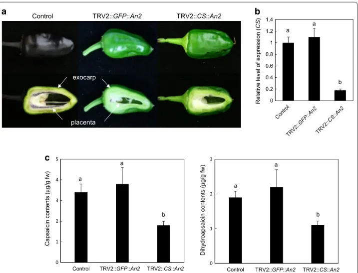 Fig. 4  Cosilencing of capsaicin synthase (CS) and An2. a Anthocyanin-mediated visualization of cosilencing of CS and An2 in pepper pericarp and 
