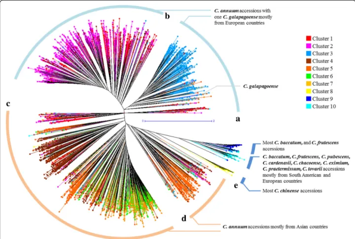 Fig. 2 Unrooted phylogenetic tree of the Capsicum germplasm. The dendrogram was produced using the unweighted neighbor-joining method based on genetic dissimilarity among the 3,821 germplasm accessions