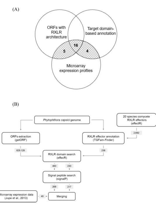 Figure  2.  Putative  P.  capsici  RXLR  effectors  are  predicted  by  serial  bioinformatic analysis