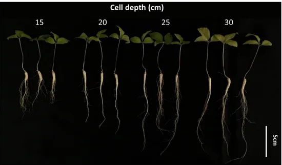Figure 1-3. Growth of ginseng seedlings as affected by cell depth (15, 20, 25, and 30 cm) at 