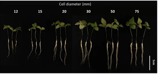 Figure 1-5. Growth of ginseng seedlings as affected by cell diameter (ø12, 15, 20, 30, 50, 