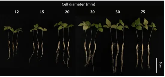 Figure 1-5. Growth of ginseng seedlings as affected by cell diameter (ø12, 15, 20, 30, 50, 