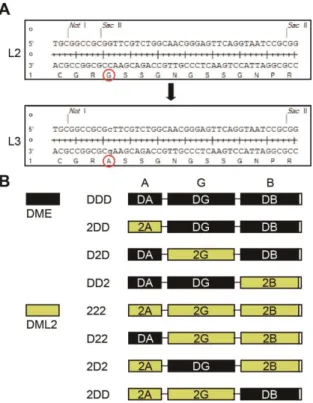 Figure  1-2.  Sequences  of  the  synthetic  linkers  and  structures  of  chimeric fragments generated by domain swapping between DME and  DML2