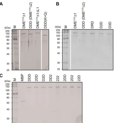 Figure  1-3.  SDS-PAGE  analysis  of  purified  proteins  used  for  in  vitro  5mC excision assay