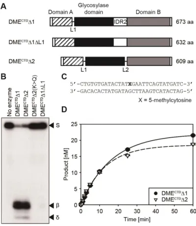 Figure 1-4. The in vitro 5mC excision activity of minimal DME catalytic  core with three conserved domains
