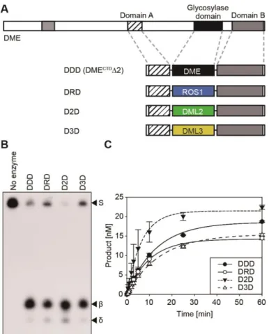 Figure  1-6.  The  in  vitro  5mC  excision  activity  of  chimeric  proteins  generated  by  swapping  glycosylase  domains  between  DME  family  members