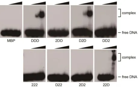 Figure  1-8.  Electrophoretic  mobility  shift  assay  of  DME-DML2  chimeric proteins