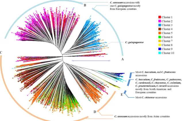 Figure I-4. Unrooted phylogenetic tree of the Capsicum germplasm. The dendrogram 