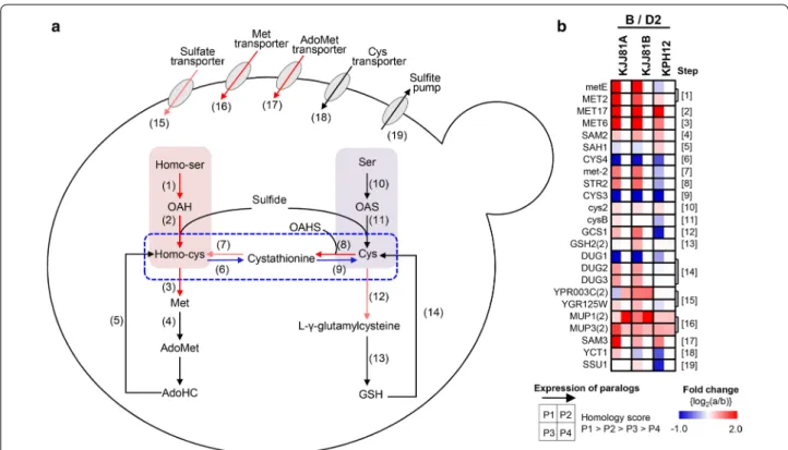 Fig. 4  Reconstruction of the S. fibuligera sulfur assimilation pathway mapped with transcriptome data