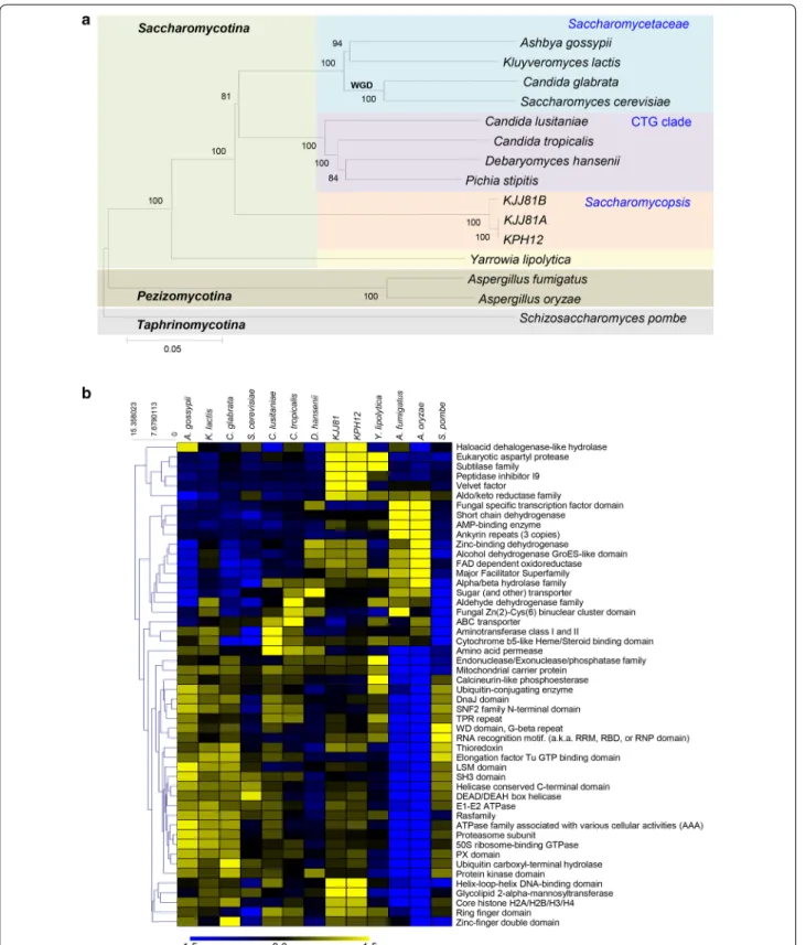 Fig. 2  Phylogenetic and evolutionary analysis of S. fibuligera genomes in the phylum Ascomycota