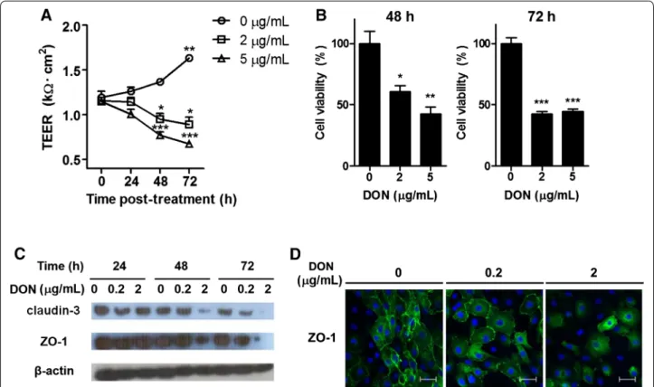 Figure 1  DON caused intestinal barrier disruption and reduction of IPEC-J2 cell viability