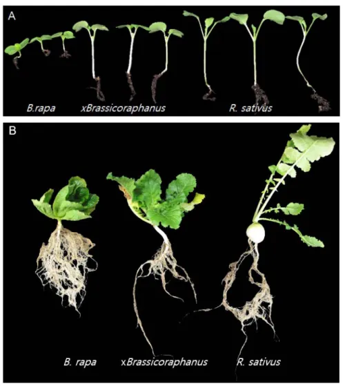 Figure  1.  Phenotypes of Brassica rapa, xBrassicoraphanus,  and  Raphanus 