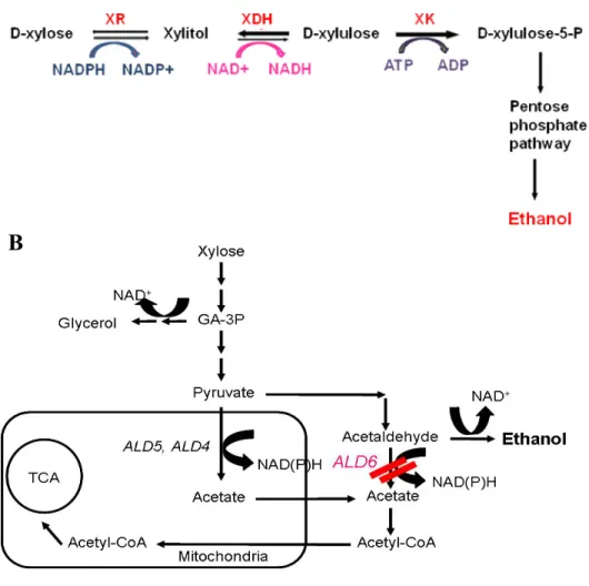 Figure  2.  Strategy  to  improve  the  xylose  fermentation  in  recombinant             