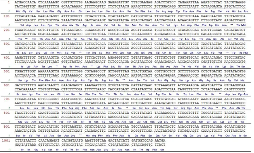 Figure 7. Nucleotide sequence of the XYL2 gene from K. marxianus and its deduced amino acid sequence