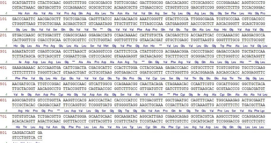 Figure 8. Nucleotide sequence of the XYL3 gene from K. marxianus and its deduced amino acid sequence