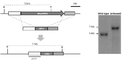 Figure 3. Targeted gene replacement of MoAND1 gene in M. oryzae.   
