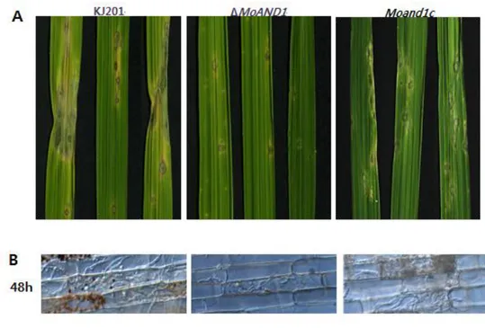 Figure 10. Pathogenicity and invasive growth of MoAND1 in rice.   