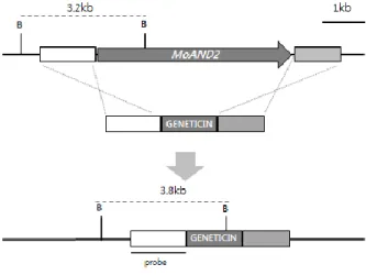 Figure 13. Targeted gene replacement for double KO in M. oryzae.   