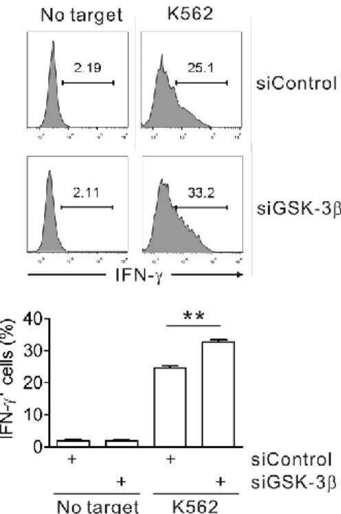 Fig. 25. GSK-3β knockdown enhances IFN-γ expression of primary NK cells  induced by K562 target cells