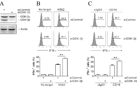 Fig. 28. Enhanced  IFN-γ  production  by  CD16.NK92  cells  after  GSK-3β  knockdown. 