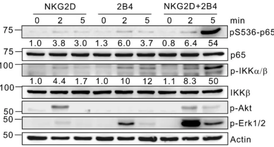 Fig. 29. Synergistic  phosphorylation  of  NF-κB  by  NKG2D  and  2B4  co- co-engagement
