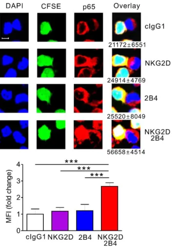 Fig. 31. Immunofluorescence  for  nuclear  translocation  of  p65  by  NKG2D  and 2B4 co-engagement