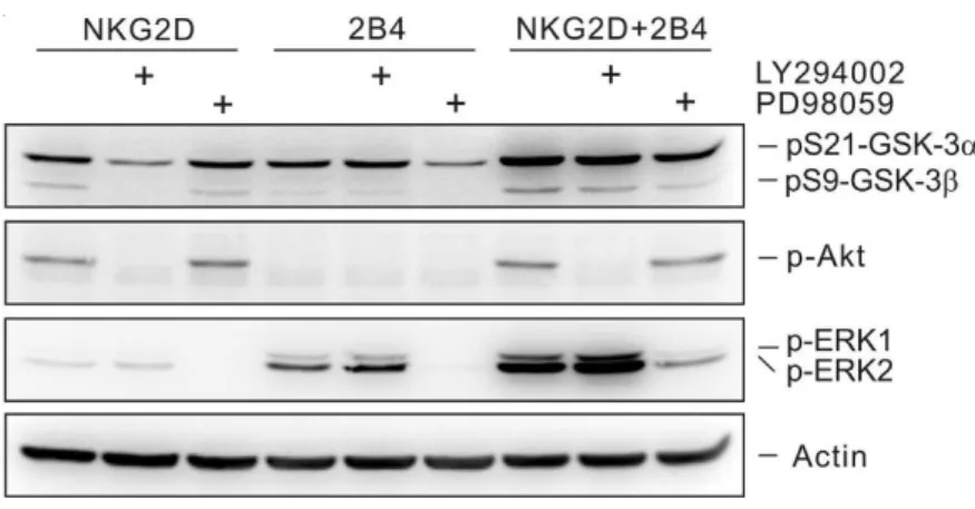 Fig. 11. PI3K and MAPK signaling pathways cooperate to promote GSK-3  phosphorylation