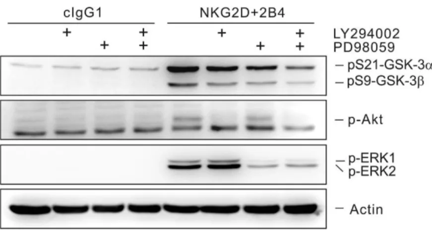 Fig. 12. PI3K and MAPK signaling pathways cooperate to promote GSK-3  phosphorylation in an additive manner