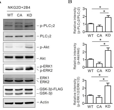 Fig. 23. GSK-3β  activity  regulates  phosphorylation  of  PLC-γ2,  Akt,  and  ERK by combination of NKG2D and 2B4 in NK cell