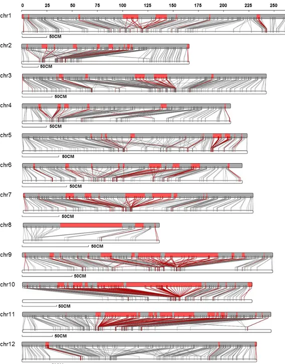Figure  4.  Genetic  and  physical  maps  of  CM334  genome.  The  upper  bars  indicate 