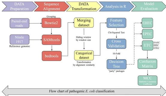 Figure 3-1. Flow chart for classification of Escherichia coli used in this study 