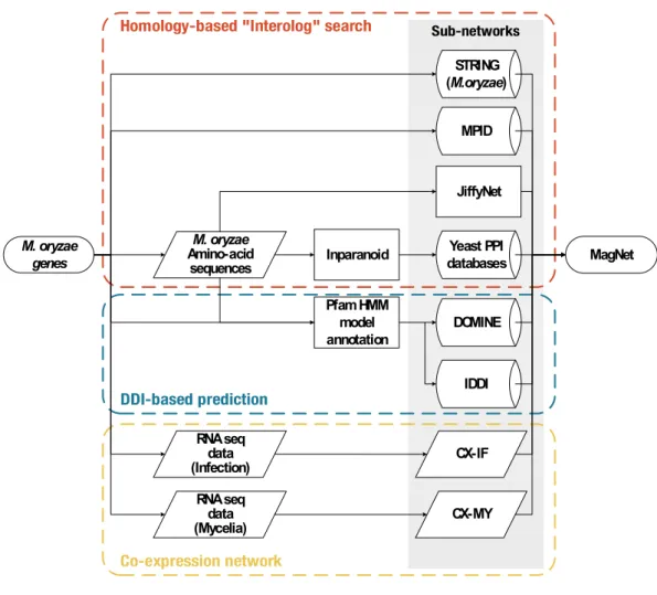 Figure 1. Schematic overview of construction of multiplex network of M. oryzae. Three  main methods were used to build MagNet database; Homology-based “Interolog” search,  DDI-based prediction, and co-expression network