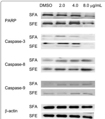 Fig. 6  Western blot analysis of four apoptosis pathway proteins in 