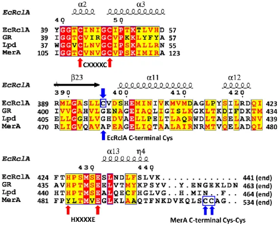 Figure 1. Sequence analyses and crystal structure of EcRclA 