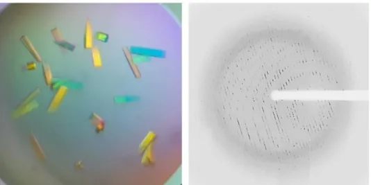 Figure 4. Crystals (left) and X-ray diffraction image (right) of RclA wild  type. 