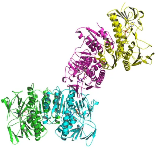 Figure  5. The  structure  of  the  asymmetric  unit  of  RclA  in  the  ribbon  representations