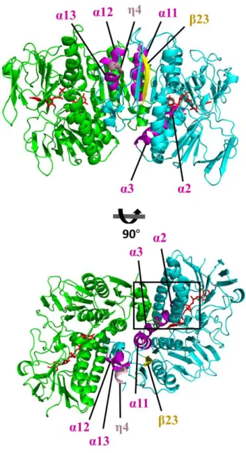 Figure 6. The overall structure of EcRclA. 