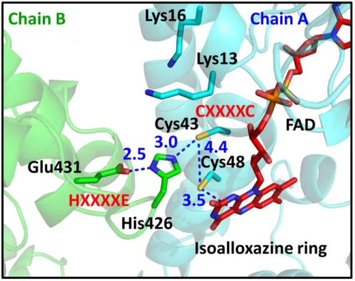 Figure 7. The structure of the active site of EcRclA. 
