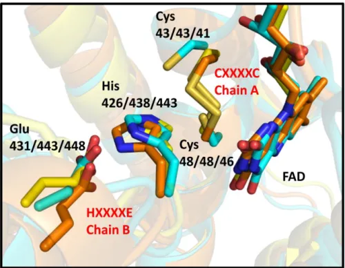 Figure  8.  Structural  superposition  of  EcRclA  (cyan)  with  the  group  I  FDR proteins