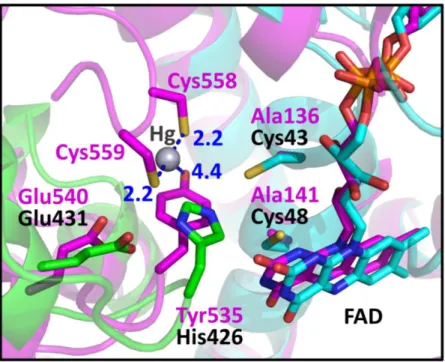 Figure 10. Active site comparison with MerA. 