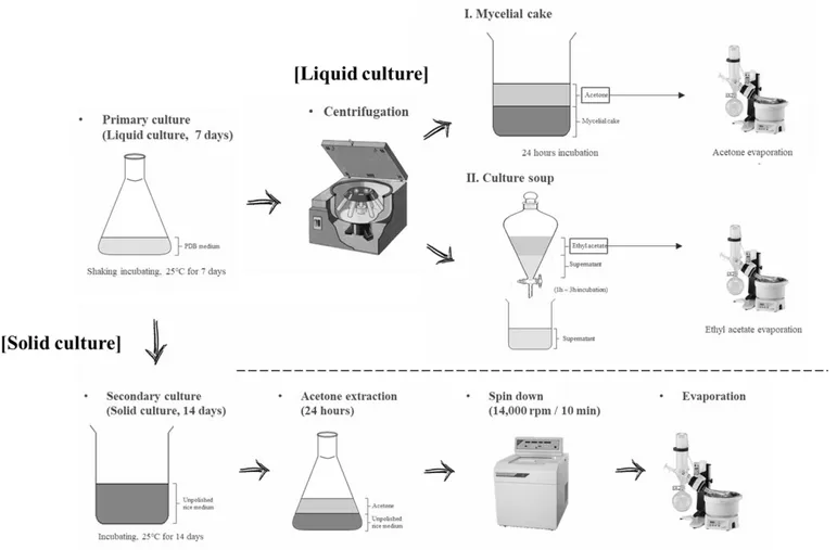 Figure 1. Liquid and solid culture conditions of selected entomopathogenic fungi.