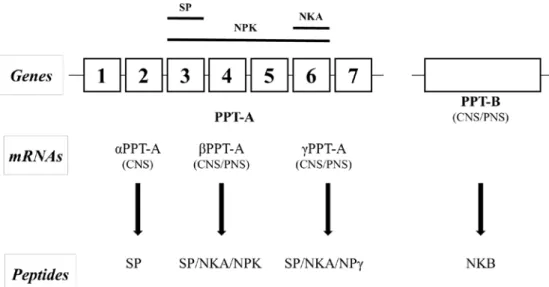 Figure  2  Schematic representation of the biosynthesis of substance P and  related peptides (Harrison and Geppetti, 2001)