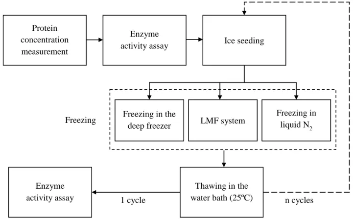 Fig. 1. Schematic diagram of the experimental freeze-thawing process. LMF, liquid-mediated freezing