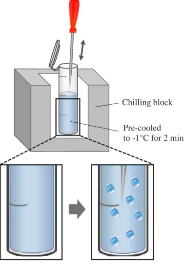 Fig. 2. Schematic diagram of the ice seeding.  The nucleation temperature was -1 o C. 