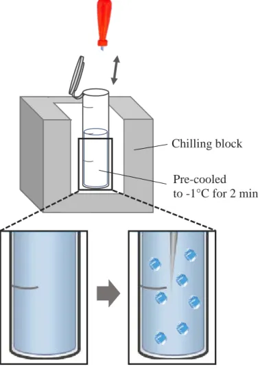 Fig. 2. Schematic diagram of the ice seeding.  The nucleation temperature was -1 o C. 